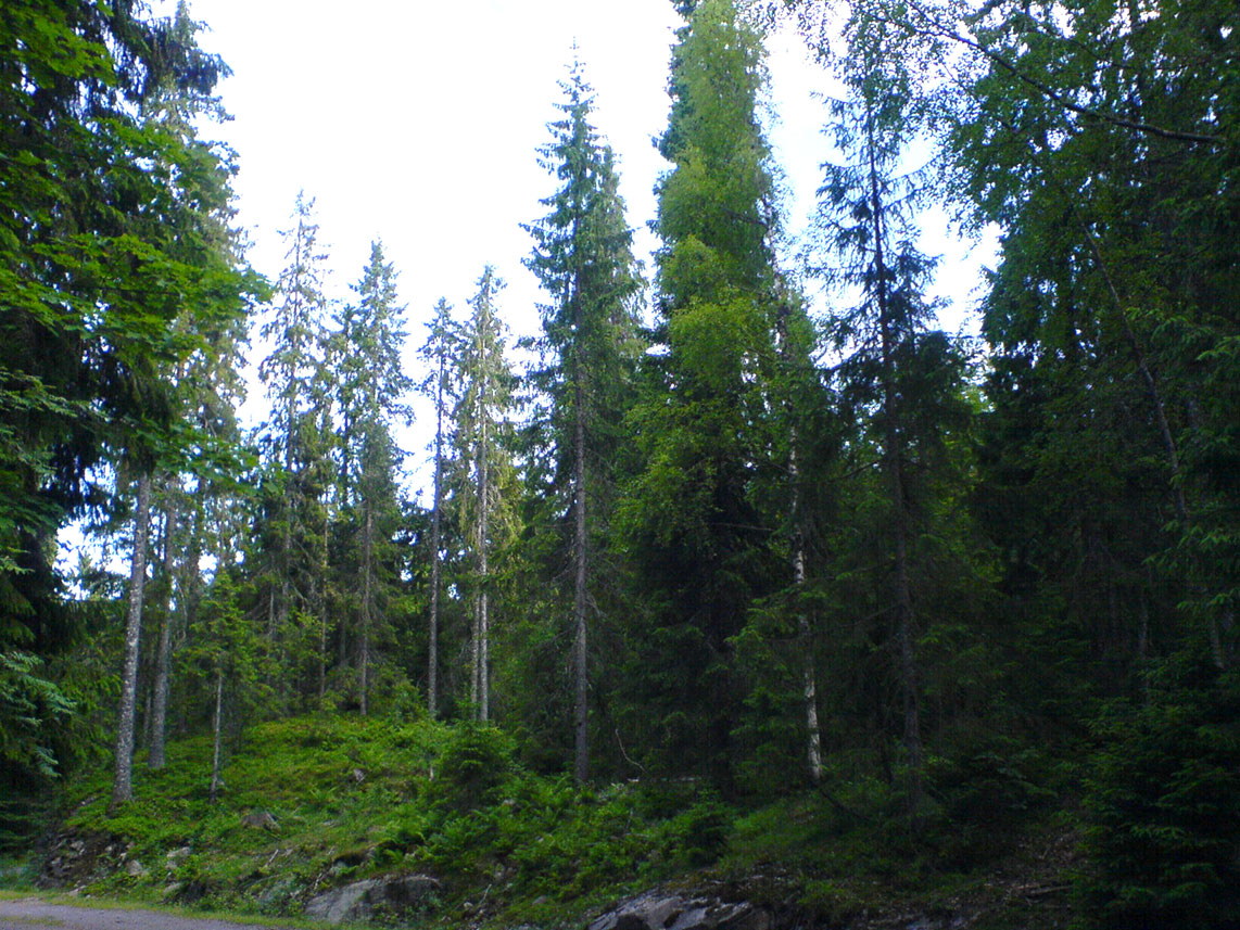 Skog i Vestfold